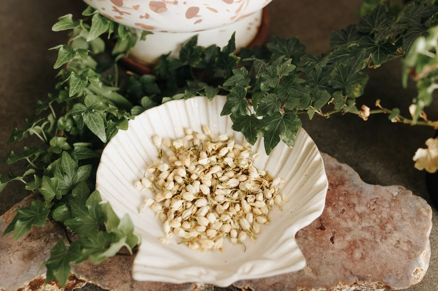 Jasmine Flower Herb - Image 6