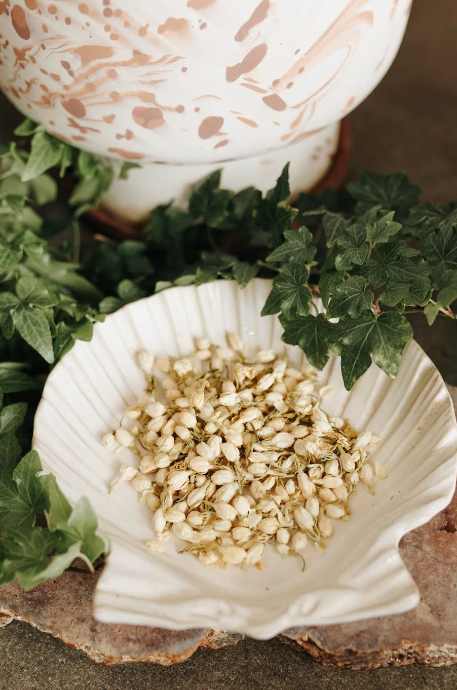 Jasmine Flower Herb - Image 7